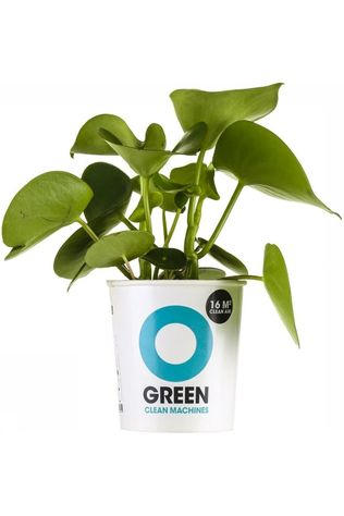 Plante Ogreen Legend