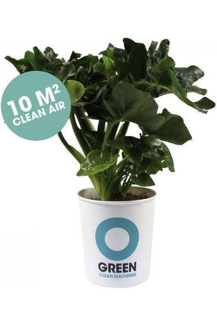Ogreen Superb